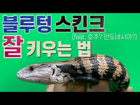 Raising Blue-Tongued Skinks! Tips on enclosure setup, feeding, and care (from adults to babies)