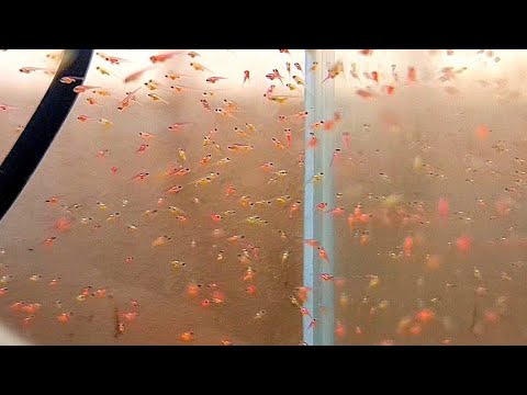100% Tetra spawning and cleaning of fry