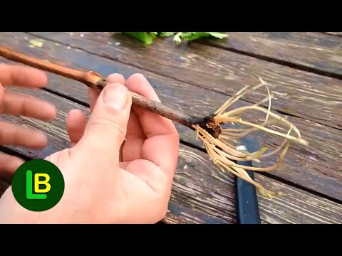 Root Cuttings in 10 Days! The Secret No One Will Tell You!