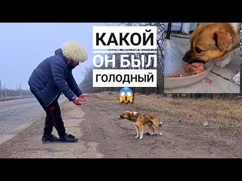 На наших глазах его выкинули на трассу погибать😱 ЗИМОЙ! Реакция мамы на 13 подобрыша🙊