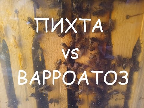 Пихтовое масло против клеща варроа.