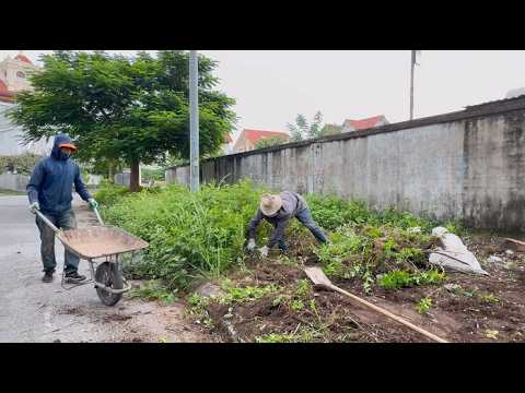 Everyone ignores us cleaning up to rescue overgrown sidewalk Completely free