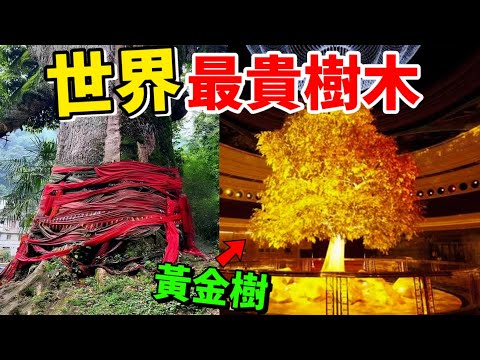 The ten most precious trees, the golden tree that only exists in mythology really exists