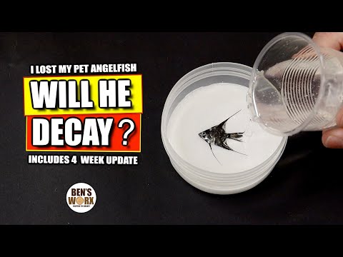 Preserving My Pet Fish in Resin - Will He Last Forever ? (includes 4 week update)