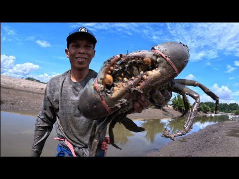 A GREAT CRAB HUNTER CATCHES A HUGE CRAB ON AN ISLAND #fishing #Kingcrab