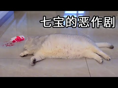 小猫咪和主人玩捉迷藏，下秒却在门口吐血而亡？主人嚎啕大哭却发现是恶作剧！【七宝小圆子】