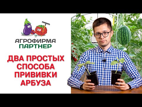 ДВА ПРОСТЫХ СПОСОБА ПРИВИВКИ АРБУЗА