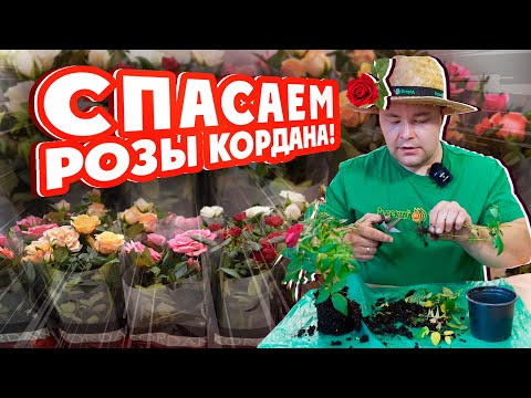 СПАСАЕМ #РОЗЫ КОРДАНА!