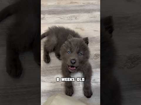 Blue Wolf Howl Evolution from Puppy to Adult #wolfhowl #transformation #bluewolfdog #babywolf