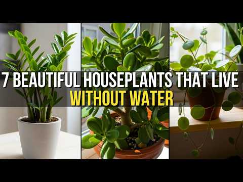 7 Stunning Houseplants That Grow With Very Little or No Water
