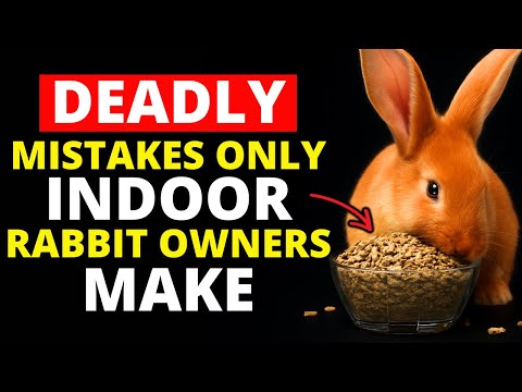 If You Have an Indoor Rabbit, Never Do THIS