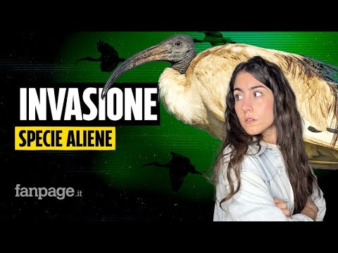 L’ibis sacro sta invadendo l’Italia: perché le specie aliene sono un rischio per la biodiversità