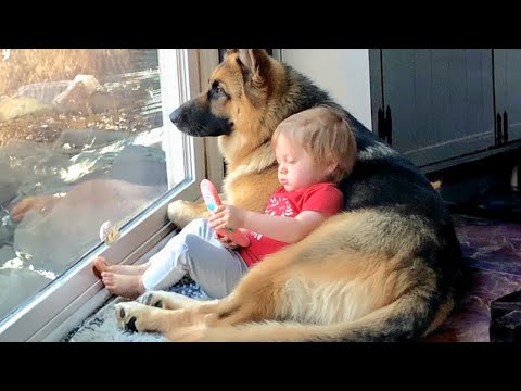 When Your Big Dog Becomes the Loyal Babysitter ❤️