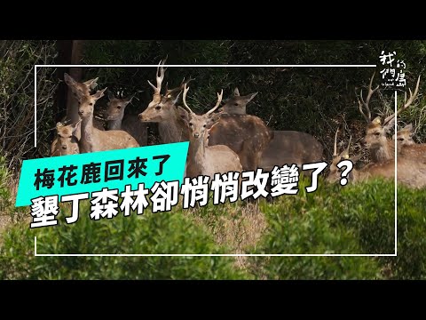 鹿與森林｜墾丁梅花鹿復育的下半場(公視我們的島 第1297集 2025-03-10)