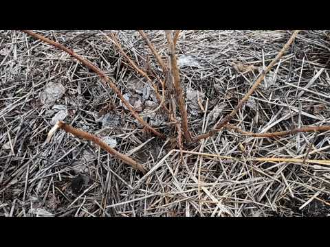 Размножение малины для чайников.