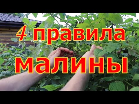 что нужно сделать с малиной после сбора урожая в августе