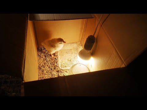 Одинокий цыпа, погода, кормарезка, инкубаторы, терморегуляторы