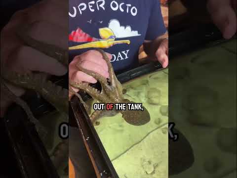 Meet Haley the octopus and thank you!