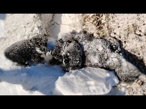 -17°C and covered in snow, 6 poor puppies tremble and cry loudly calling for their mother