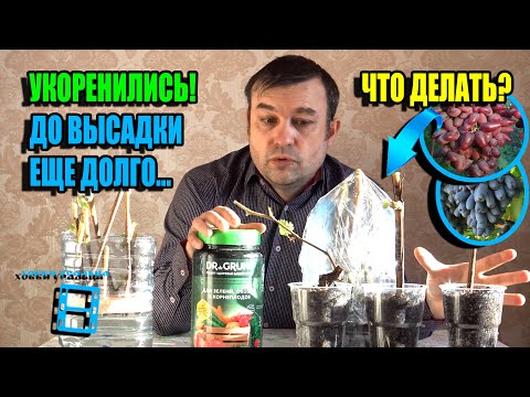 ПРАВИЛЬНАЯ ПОСАДКА УКОРЕНЕННЫХ ЧЕРЕНКОВ ВИНОГРАДА (САЖЕНЦЕВ) В КОНТЕЙНЕРЫ. СЕВЕРНЫЙ ВИНОГРАДНИК 23-5