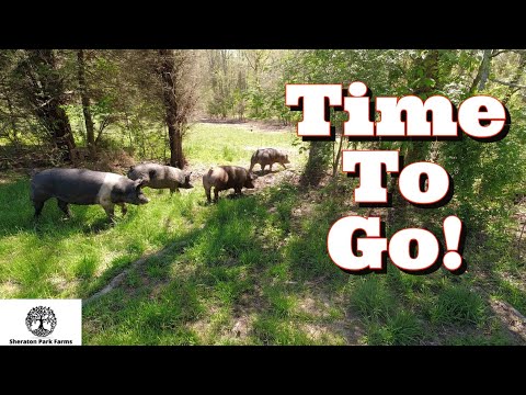ESCAPE PROOF Pig Move - Pastured Pigs Rotationally Grazed