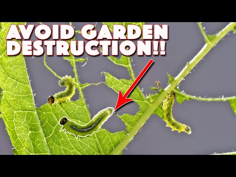 5 Strategies To Do Now To Avoid Pest Destruction In Your Garden!
