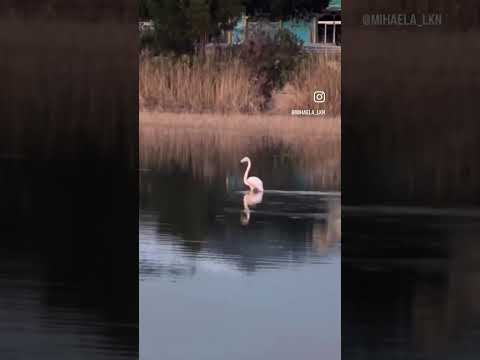 🇹🇷Розовый ФЛАМИНГО 🦩 и Розовый ЗАКАТ | Sunset and Pink FLAMINGO 🦩