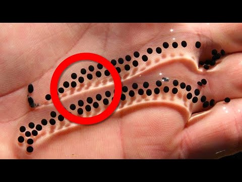 Most Unique Eggs In The World