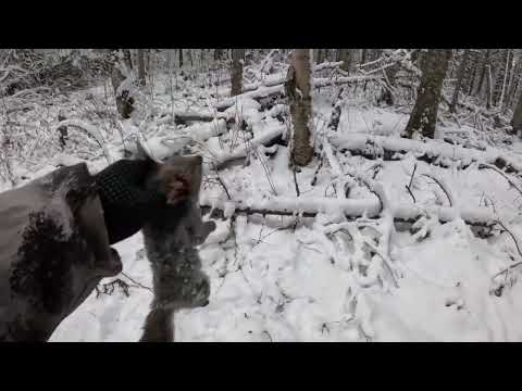охота на соболя с лайкой 24-25г.