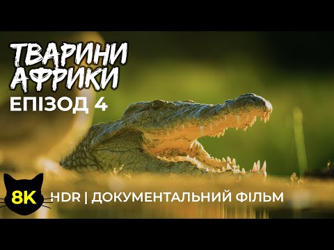 Дика природа Африки - #4 | 8K HDR Документальний фільм про диких тварин провінції Квазулу Натал