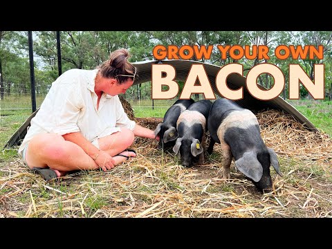 Why Pigs Are the Easiest Livestock for Homesteading!