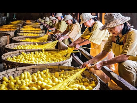 How SILK Is Made From MILLIONS of SILKWORMS? Amazing Cocoon Harvesting Process!