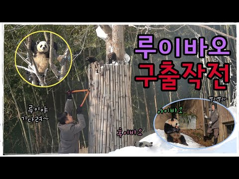 루이바오가 나무에 올라 모두를 가슴철렁하게 했던 날 l 모성애가 애틋했던 아이바오 l 언니걱정하는 후이바오 l 송바오님과 강바오님의 걱정과 노력이 빛났던 루이 구출작전 l 에버랜드