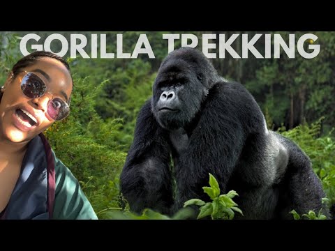 I Got HIT By a Silverback While Gorilla Trekking in Uganda! 🇺🇬