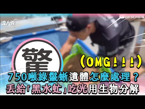 【750噸綠鬣蜥遺體怎麼處理？丟給「黑水虻」吃光用生物分解】｜@joby0372