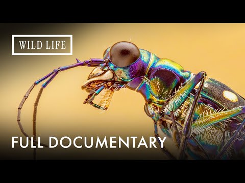 The Secret World of Insects | Little Matters: Insects | Full Documentary