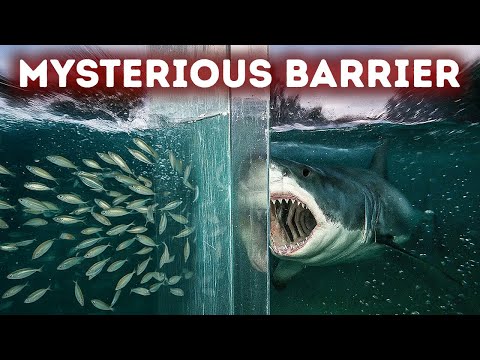 Animals Stop at This Invisible Border - But Why?