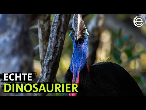 Wild Australia – In the jungle of giant birds | Experience Earth