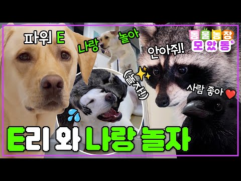 [#모았동물농장] 관심은 모두 E쪽으로 부탁드립니다~😜친화력甲🤩동물들의 하루  #TV동물농장 #AnimalFarm #SBSstory