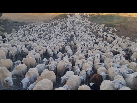 راعي مغربي اسمعني جاي أعطاني لمحطة ديالو فين تبات غنمي واهتمام الدولة الاسبانية بالرعاة الغنم