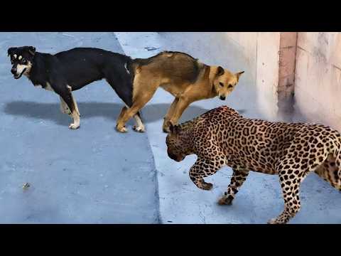 Real Life Animal Moments, That Will Blow Your Mind!