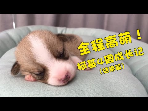 全程“高萌”！5分钟看完柯基4周成长记