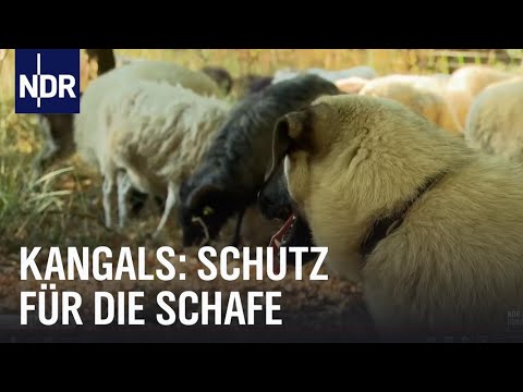 Kangals: Bodyguards für Schafe | NaturNah | NDR Doku