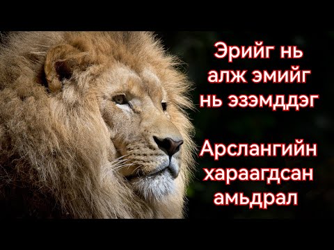 Majingilane арслангуудын амьдрал тэмцэл . Онц сонирхолтой Гоё түүх Goy tuuhuud 2024 mongol hel