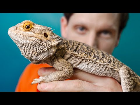 I Adopted a Pet Dragon (Not What I Expected)