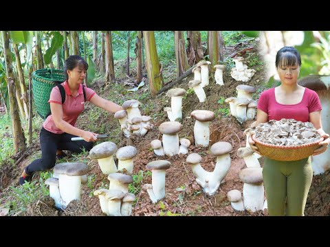 REWIND TIMELAPSE --550 Days Harvest Lots Of Mushrooms Goes To Sell /Phương's Story
