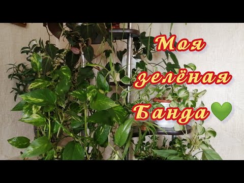 Домашние джунгли на минималке/Обзор стойки с растениями💚❤️💚Продолжение сериала... 3 серия. 