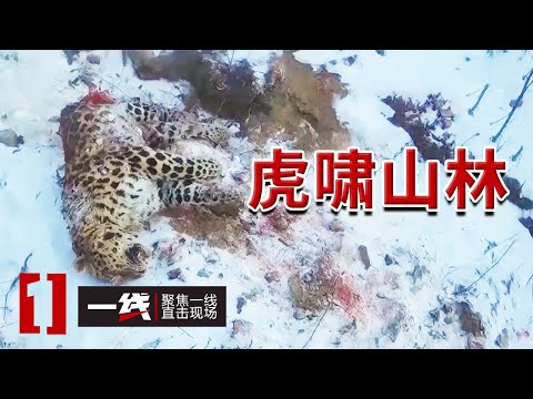 《一线》猛兽王国！东北虎和东北豹聚集在此 他们在守护！20241105