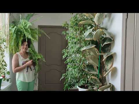В гостях у цветовода| фитостена | растения-гиганты