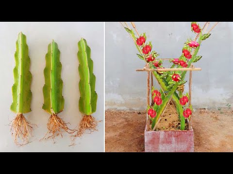 Technique of planting dragon fruit trees | How to Grow Clean Dragon Fruit Right At Home